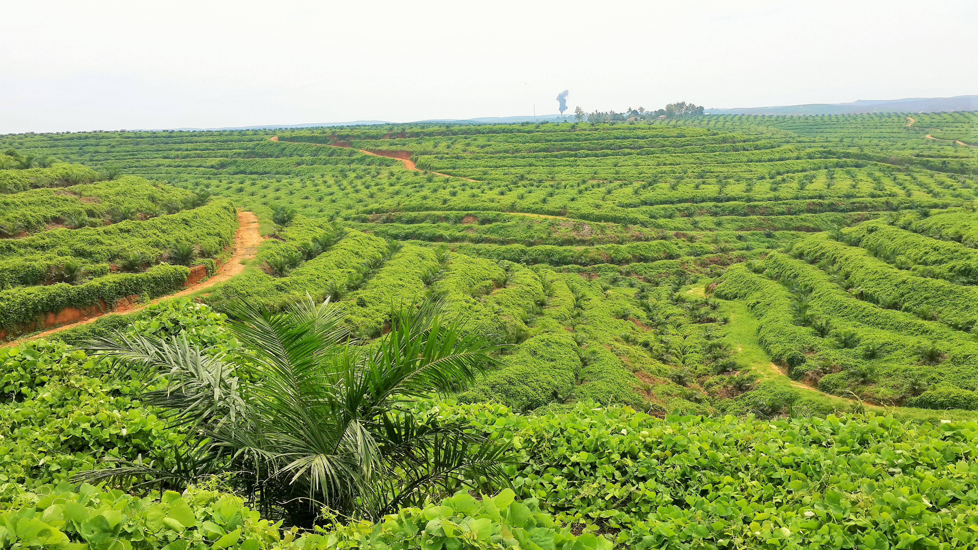 Immature Oil Palms at PT TR