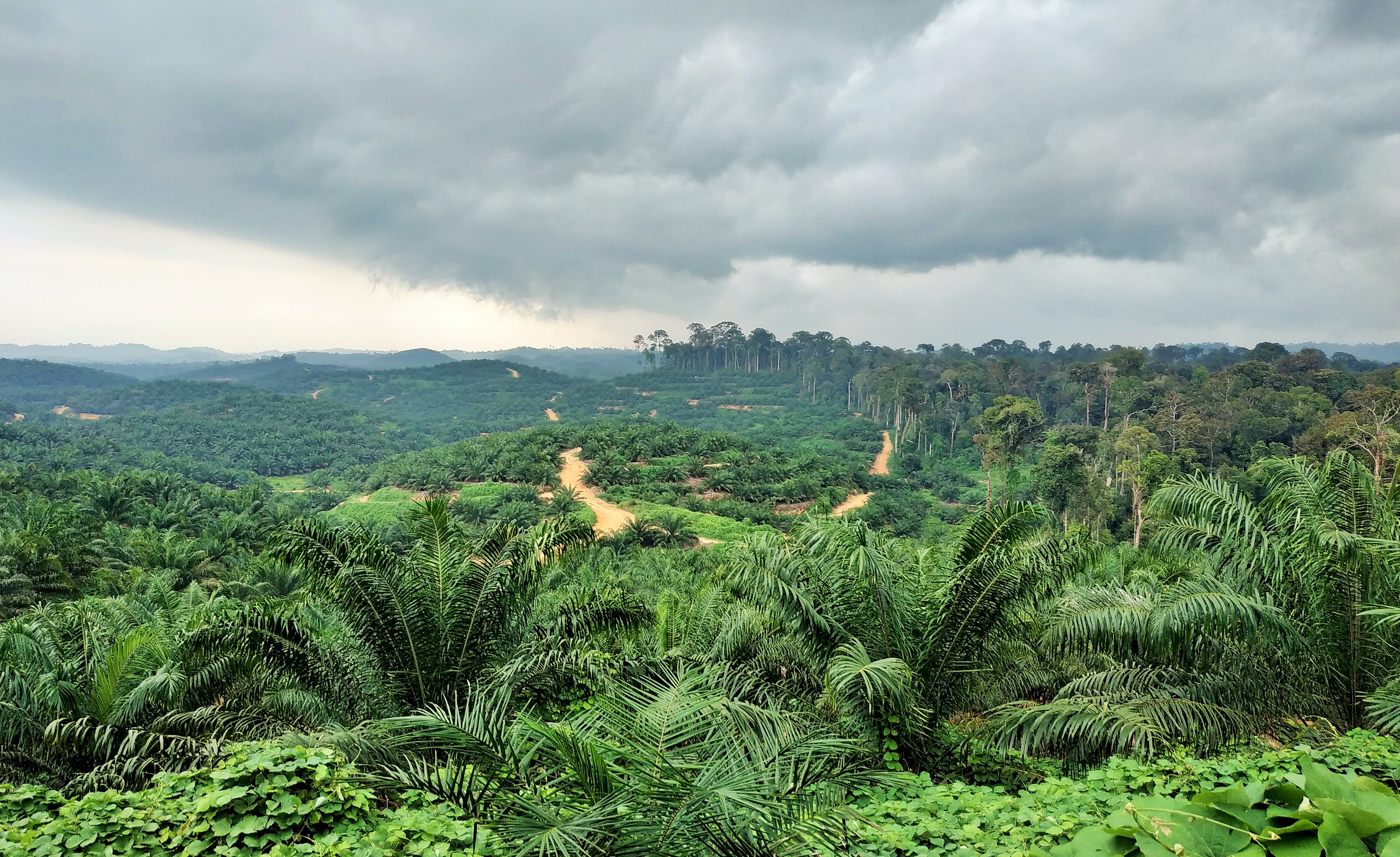 Conserved Forest Areas