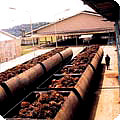 Bengkulu mill: fruit awaiting streaming