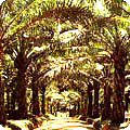 Tasik estate: 16 year old palms