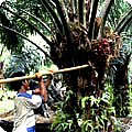 Harvesting 8 year old palm: the harvester cuts up to 2mt/day