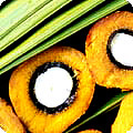 Palm fruit cross section